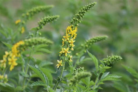Repík lekársky (Agrimonia eupatoria) rastlina