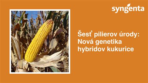 Graf porovnávajúci úrody rôznych hybridov kukurice v sledovaných ročníkoch