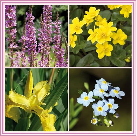 Obrázok rôznych druhov croissantov