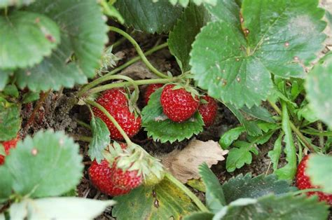 Štruktúra jahodových obláčikových rezov