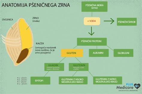 Zloženie pšeničného zrna
