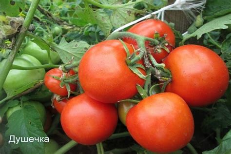 Zrelé červené paradajky rôznych odrôd