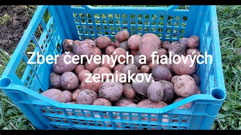 Množstvo fialových zemiakov v košíku