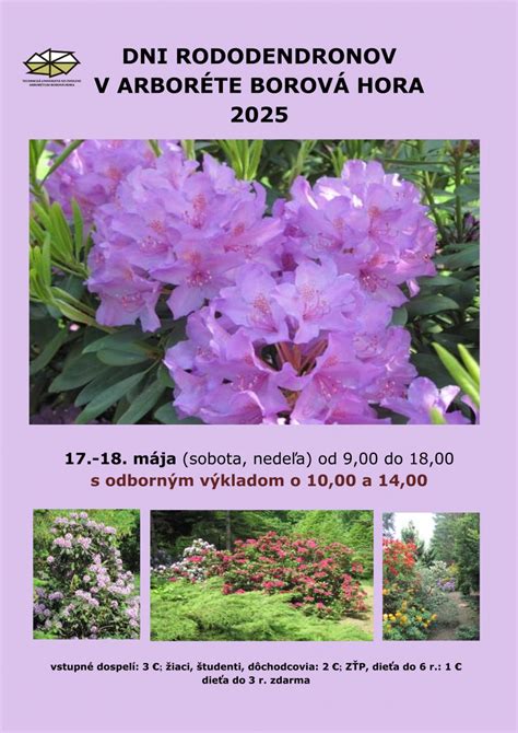 Obrázok kvitnúcich rododendronov