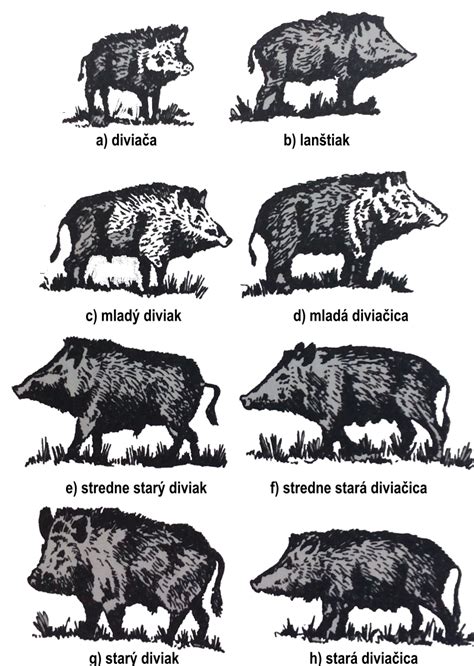 Mapa s rozšírením diviaka