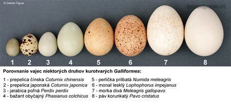 Porovnanie nutričných hodnôt vajec pri rôznych tepelných úpravách