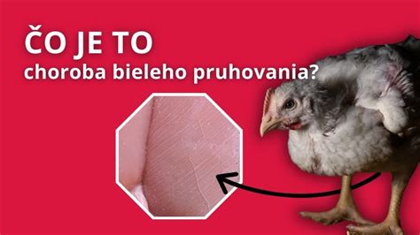 Infografika: Kľúčové živiny v kuracom mäse