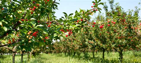 Ovocný strom s jablkami