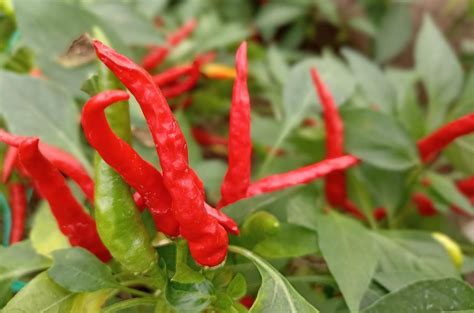Grafika: Rozdelenie rodu Capsicum s príkladmi odrôd