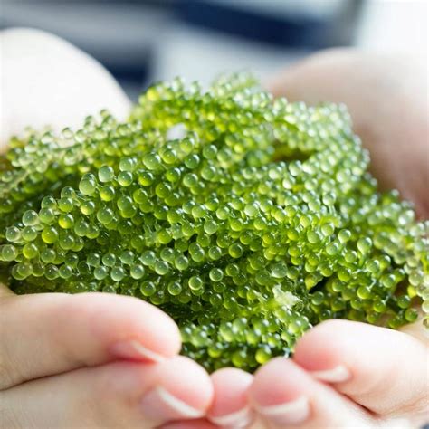 Infografika o zdravotných benefitoch morských rias