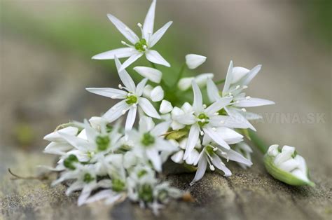 medvedí cesnak a kvety