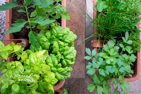 čerstvé bylinky na tanieri