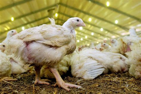 Ilustračná fotografia vajec