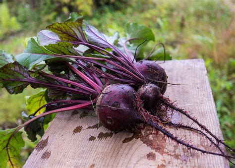 cvikla rôznych farieb