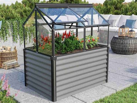 záhon s mladou cviklou