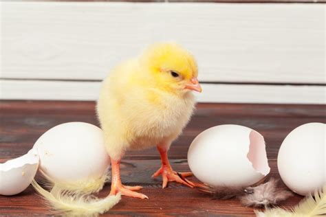 Obrázok práve vyliahnutých kuriatok