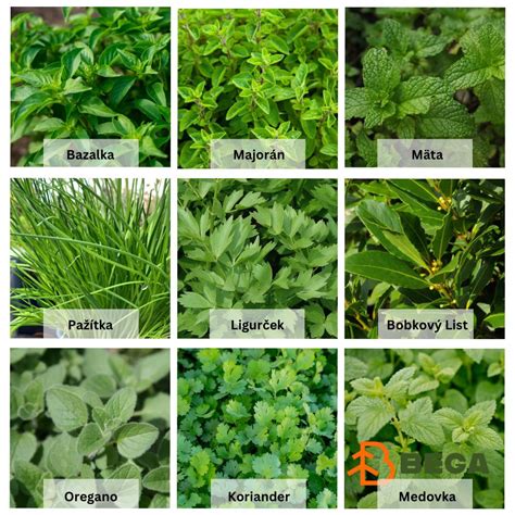 Koláž rôznych druhov byliniek vhodných k rybám