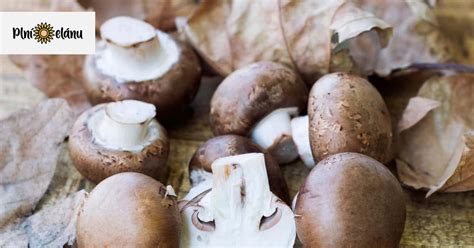 Huby a ich zdravotné benefity