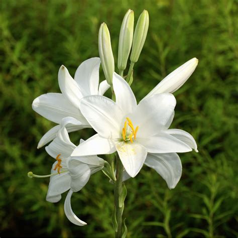 Biela ľalia Lilium candidum kvet