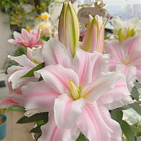 Lily flower bulbs