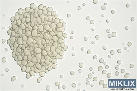 Mikroskopický pohľad na kvasinky