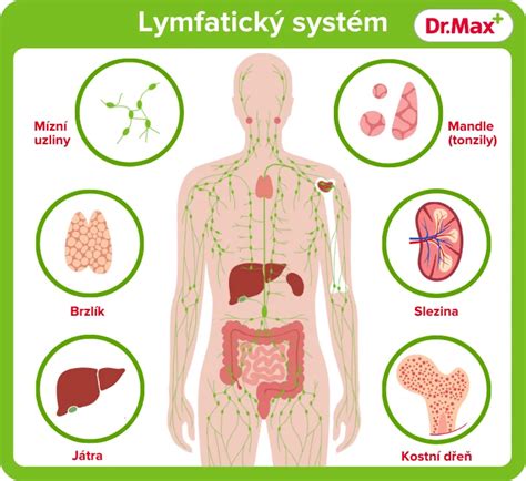 Schéma imunitného a lymfatického systému