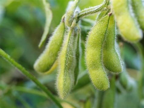 Zber edamame