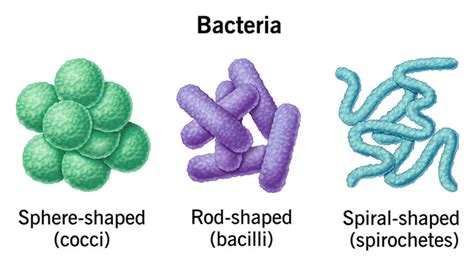Ilustrácia: Baktérie a biofilm na stenách fľaše