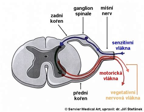 Schéma nervového prepojenia semenníkov s mozgom