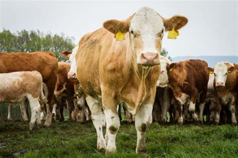 Proces umelej inseminácie kravy