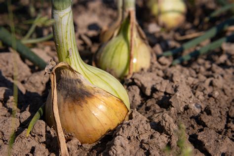 Obrovská cibuľa na súťaži Harrogate Onion Championships