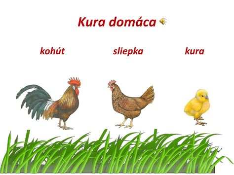 Ilustrácia hydiny (kura, morka, kačica, hus)