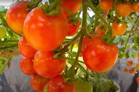 Zloženie leča - paradajky, paprika, cibuľa