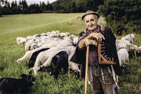 Bača dojí ovce na salaši