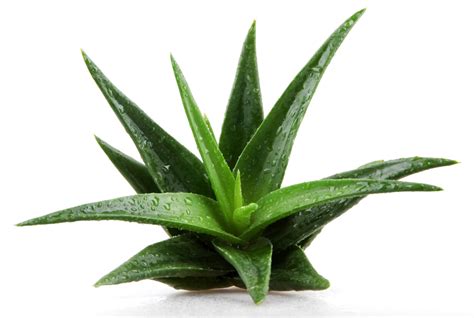 Rastlina Aloe vera