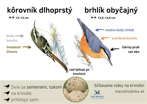 Porovnanie kôrovníka dlhoprstého a krátkoprstého