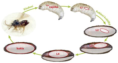 Životný cyklus smútivky: vajíčko, larva, kukla, dospelá muška
