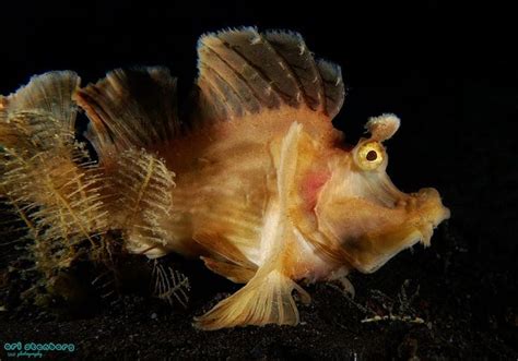 Ilustrácia rôznych typov krmív pre morské ryby