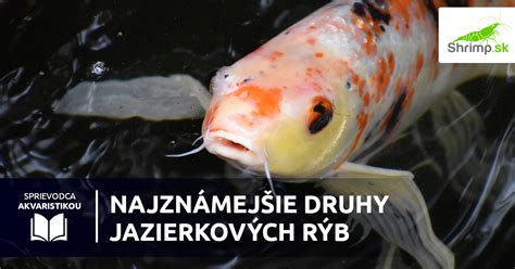 Rôzne druhy jazierkových rýb