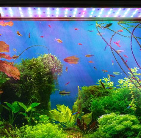 Akvárium s rôznymi druhmi morských rýb