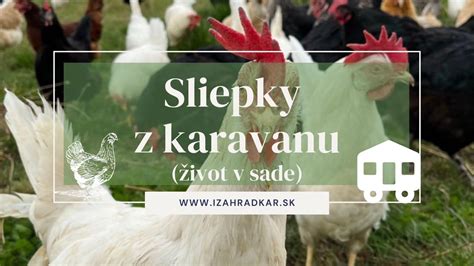 Naplnené kura zašité niťou a pripravené na pečenie