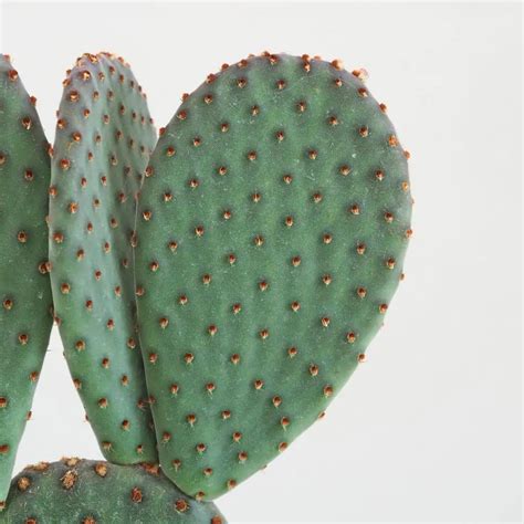 Nopal - kaktus opuncie