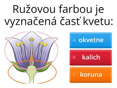 Detail kvetu kapusty obyčajnej