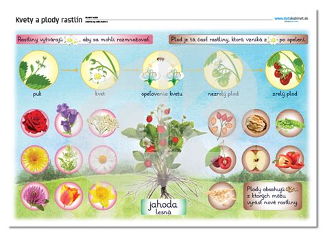 Ilustrácia rôznych častí rastliny fazule (koreň, byľ, listy, kvety, struky)
