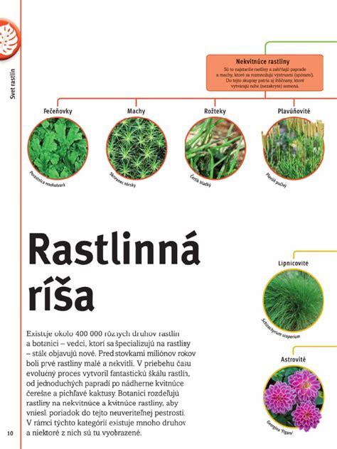 Morfológia kapusty: hlávka, hlúb, listy, kvety a semená