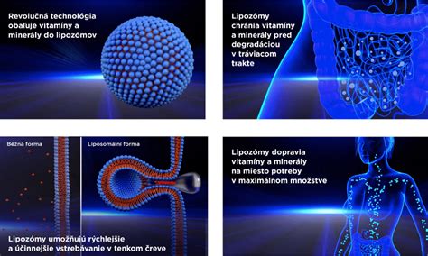 Infografika: Minerály a vitamíny v kyslej kapuste