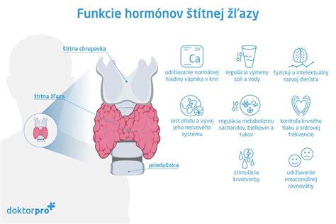 Ilustrácia štítnej žľazy a jej umiestnenia v krku