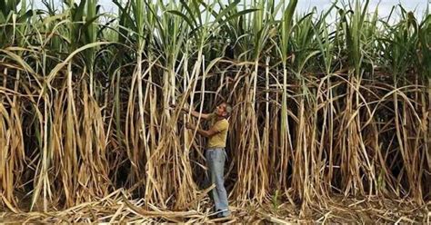 Ilustrácia cukrovej trstiny