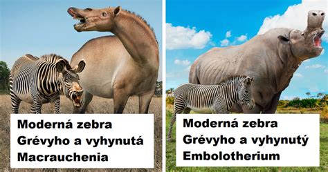 Porovnanie veľkosti semenníkov barana
