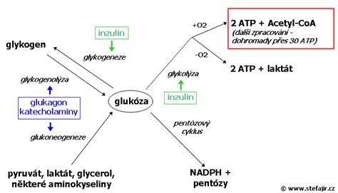Schéma znázorňujúca väzbu glukózy na hemoglobín.